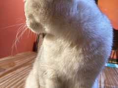 -猫色咖啡·猫咖