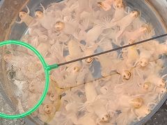 -保定市花鸟鱼虫市场