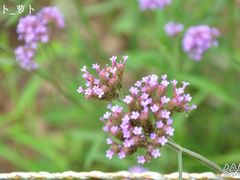 -紫海香堤香草艺术庄园
