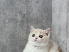 -小猫来了·猫舍(红山六九七九店)