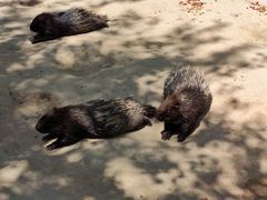 -青藏高原野生动物园