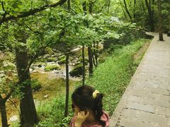 -牛背梁国家森林公园