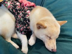 -南京Hallo宠物乐园·哈罗犬舍·柴犬繁育基地