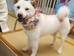 -柴迷FANS CLUB·柴犬狗咖·猫咖