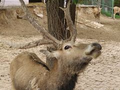 -青藏高原野生动物园