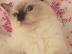 -Bastet sally猫舍购宠(静安店)
