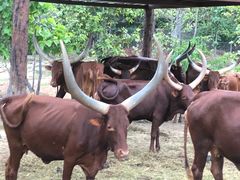 -清迈夜间动物园