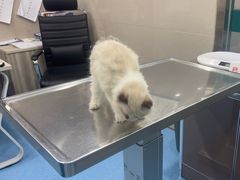 -万博宠物医院·手术·诊疗(未央凤城五路店)