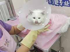 -北京观赏动物医院·24小时大型综合·猫专科·异宠专科