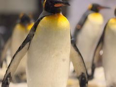 -悉尼海洋生物水族馆