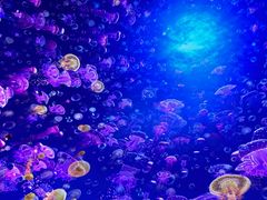 -海合安武汉极地海洋公园