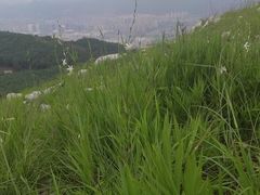 -长虫山生态公园风景林