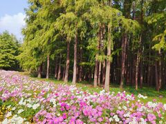 -上海共青森林公园