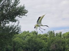 -沈阳鸟岛