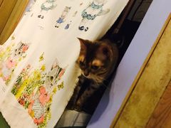 -猫色咖啡·猫咖