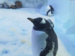 -芜湖新华联大白鲸海洋公园