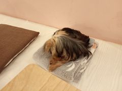 -浣熊柯尔鸭土拨鼠·电玩咖