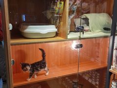 -PETKIT小佩宠物·低压洗护(国顺东路店)