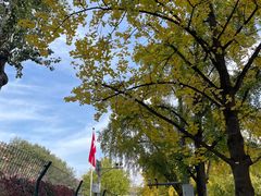 -三里屯东五街银杏大道