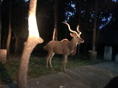 -清迈夜间动物园