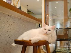 -有猫主题·治愈系猫咖(曾厝垵店)