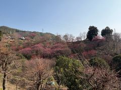 -新建村梅花