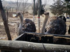 -青藏高原野生动物园