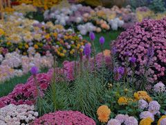 -上海共青森林公园