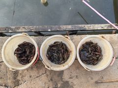 -同銮特种养殖场·龙虾垂钓