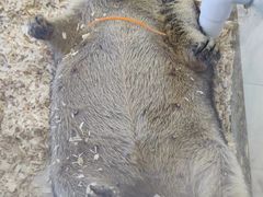 -怪兽屋·羊驼·猫咖·狗咖(俊华广场店)