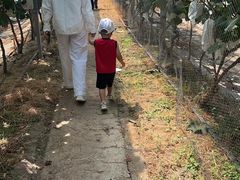 -马陆小张葡萄园农家乐