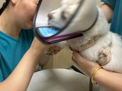 -安安宠医宠物医院·异宠·犬猫内科(岳阳分院)