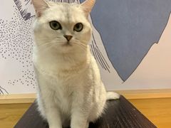 -滚猫咖啡·猫咖·猫友好撸猫(未来城店)