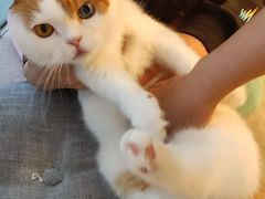 -有喵·猫咖·狗咖·30几只猫10只小狗(岗厦店)