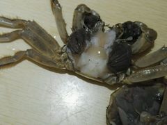 -蒙肥羊·酸汤潮牛·鲜牛肉火锅烤肉自助(岗顶店)