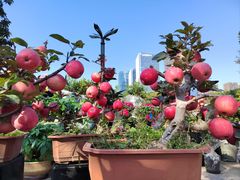 -文华公园(禅城区)