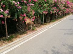 -武汉紫薇都市田园