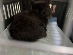 -汪喵宠物医院·骨科心脏影像·犬猫急重症ICU诊疗中心(成华分院)