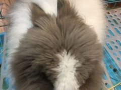 -志龙皇冠吃货椰子铺