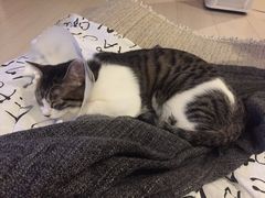 -纳吉亚猫专科动物诊疗中心(蒋宅口分院)