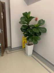 -云南吴氏嘉美医疗美容医院