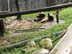 -都江堰中华大熊猫苑