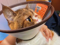 -美联众合动物医院(·中兽医·疑难杂症·严家桥分院)