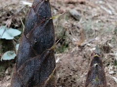 -中国大竹海景区