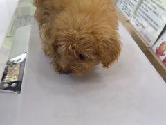 -四月宠物医院·猫专科·心脏专科·内科(转塘店)