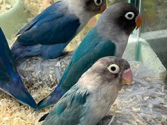 -青石桥花鸟鱼虫市场(叠翠城店)