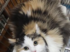 -翊宠yipet猫狗购宠庄园犬舍•猫舍