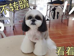 -鑫艺宠物美容培训学校