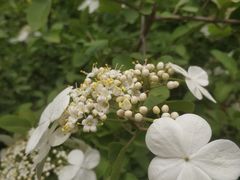 -石家庄市植物园