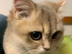 -唐小姐の猫狗洗护·购宠旗舰店(周浦万达店)